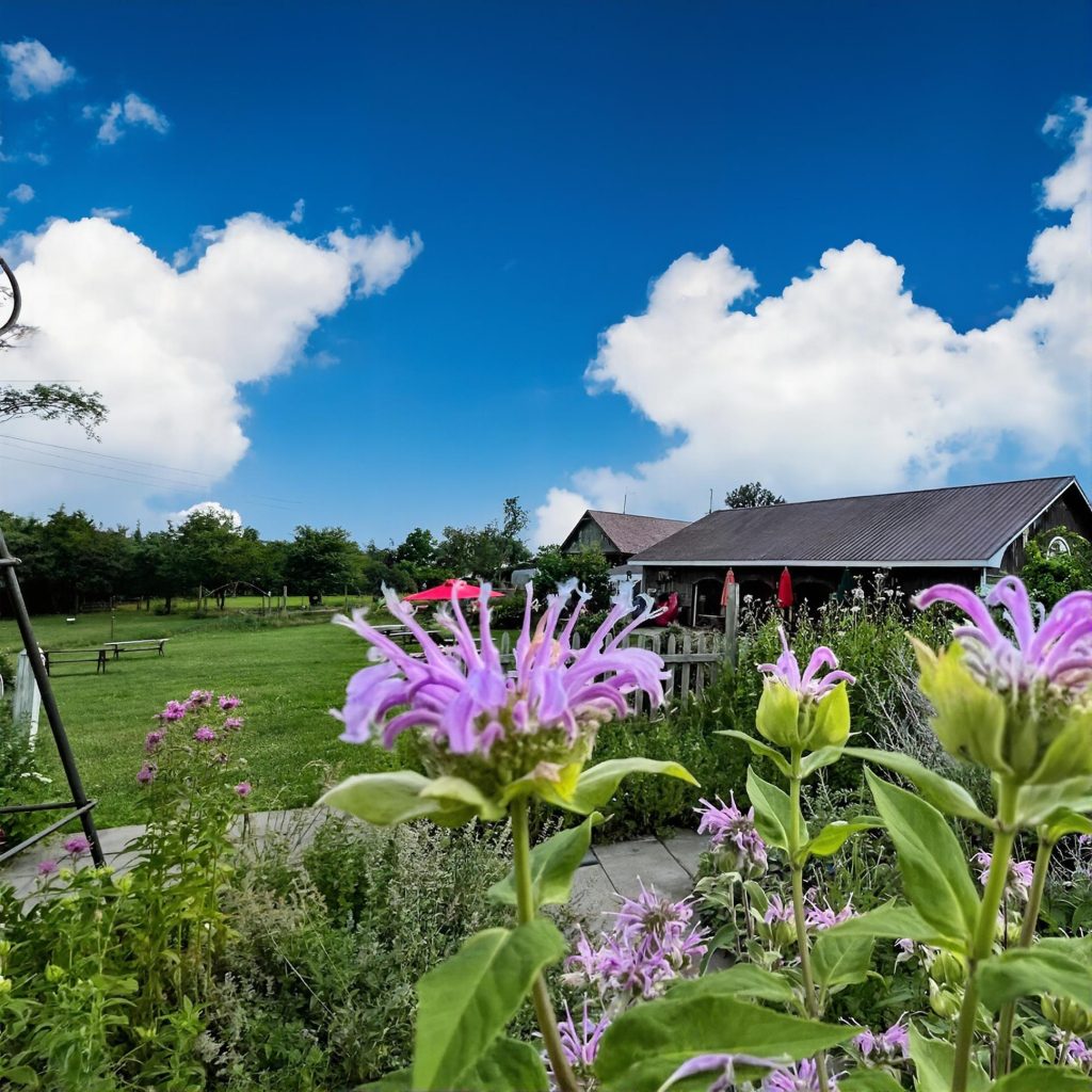 Field view with flowers at Applewood Winery in the Hudson Valley during a chauffeured wine tasting tour from New York City.